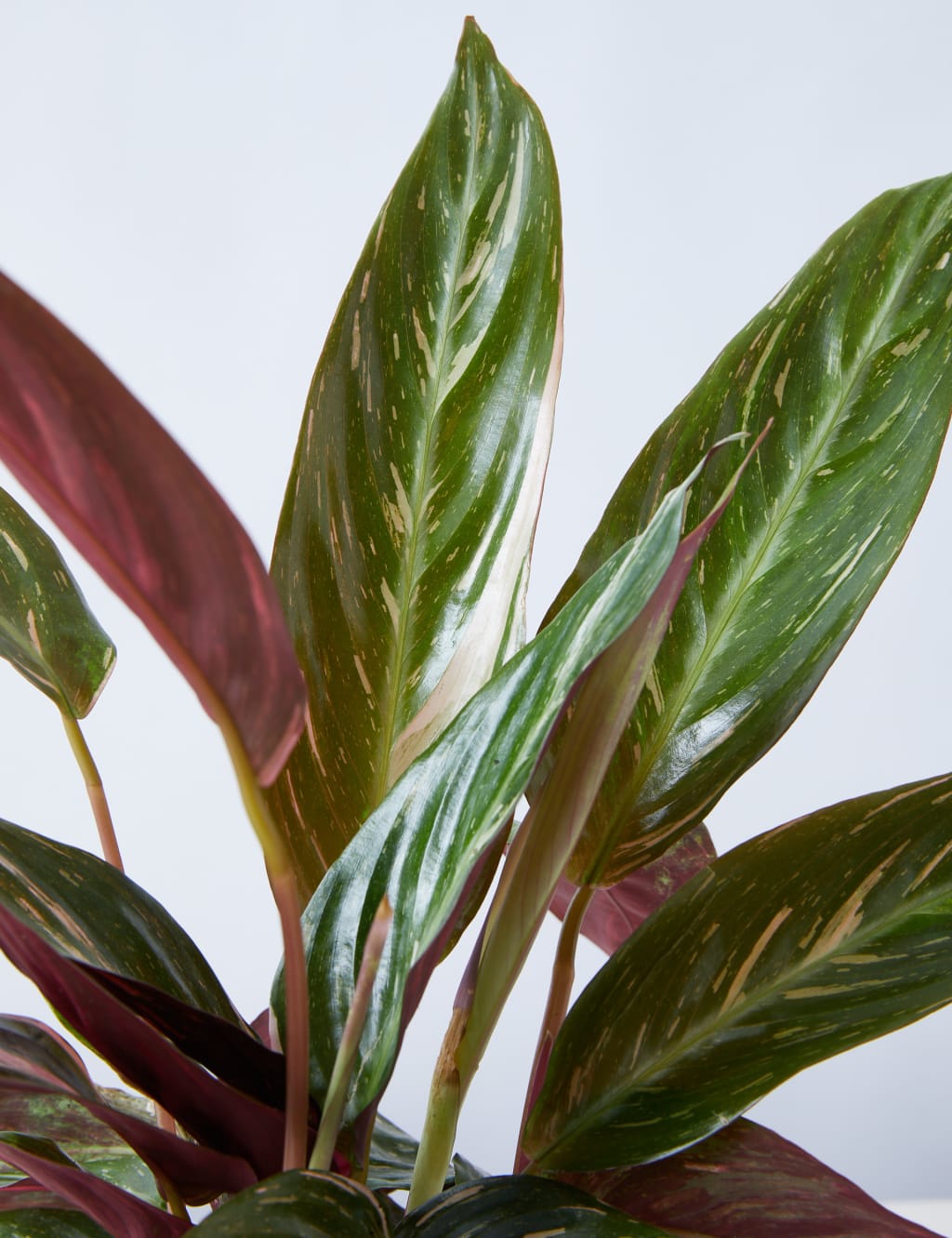 Calathea Ceramic - Magicstar 4 of 4