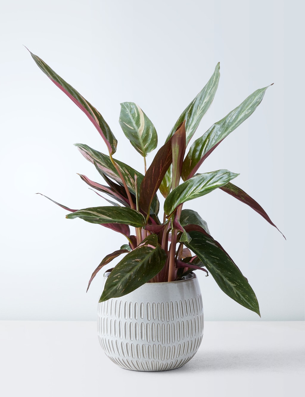 Calathea Ceramic - Magicstar 2 of 4