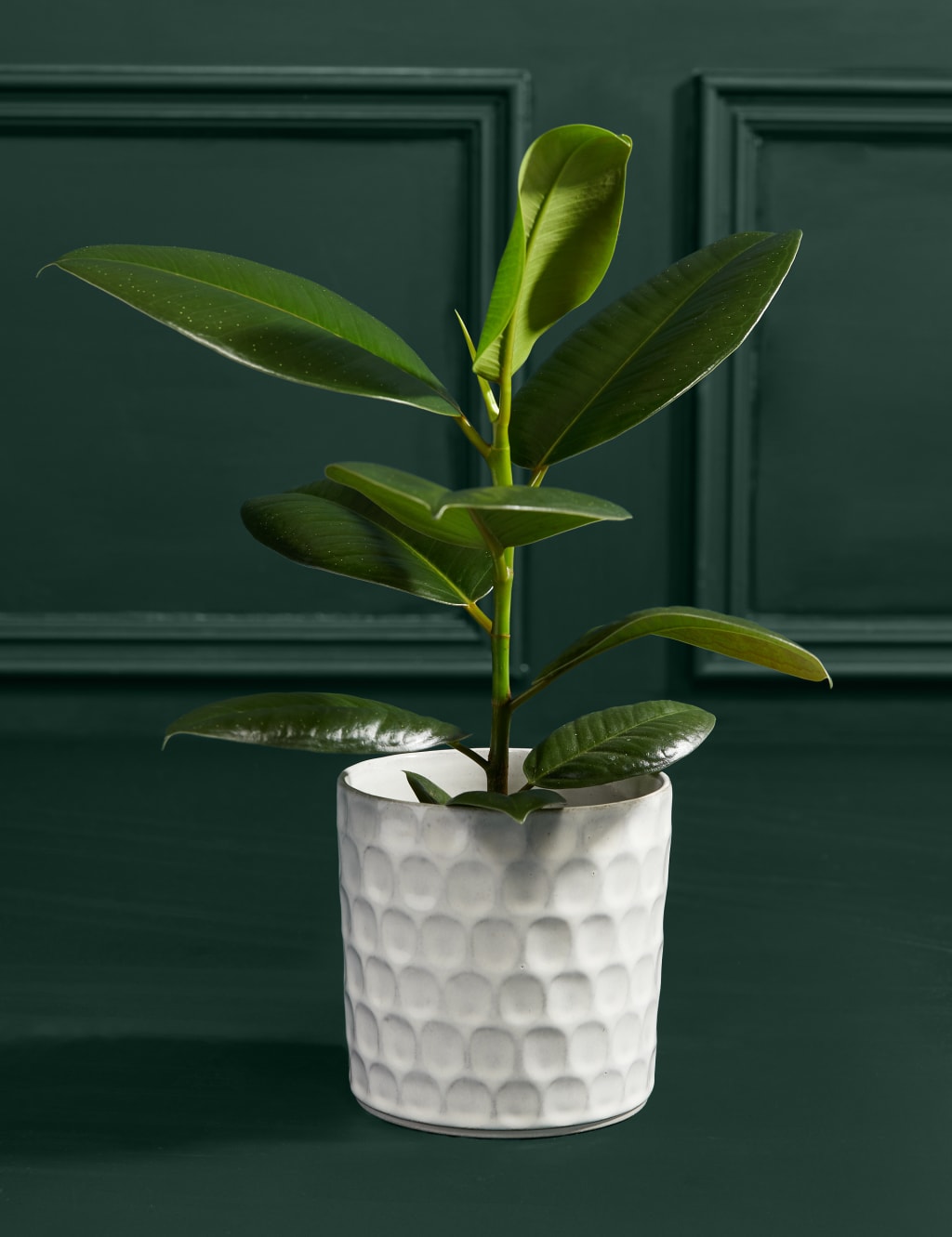 Ficus Robusta Plant with Ceramic Pot 3 of 3