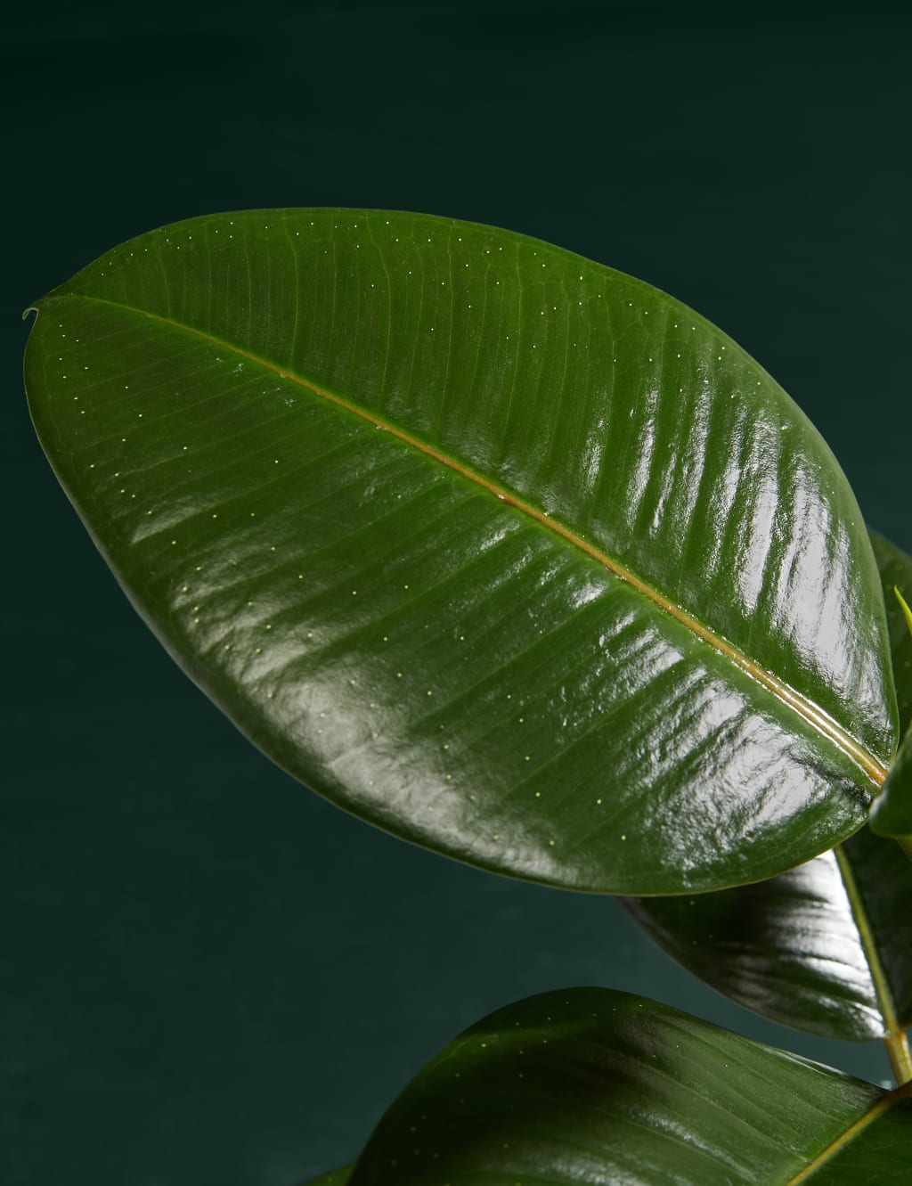 Ficus Robusta Plant with Ceramic Pot 2 of 3
