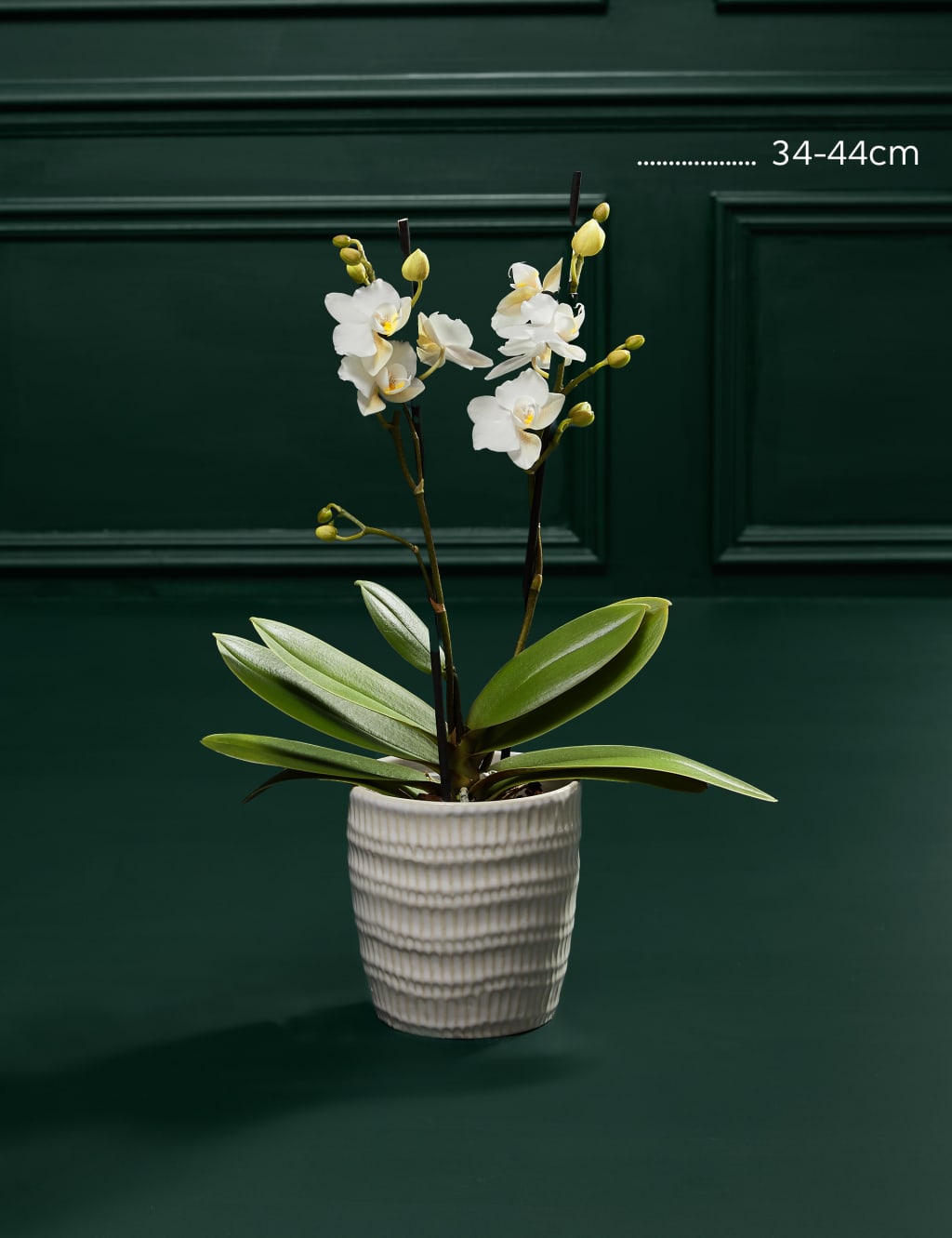 White Miniature Phalaenopsis Orchid in Ceramic Pot 3 of 5