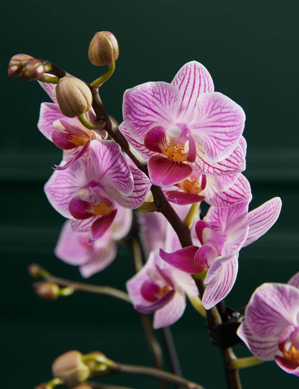 Pink Miniature Phalaenopsis Orchid in Ceramic Pot 2 of 5