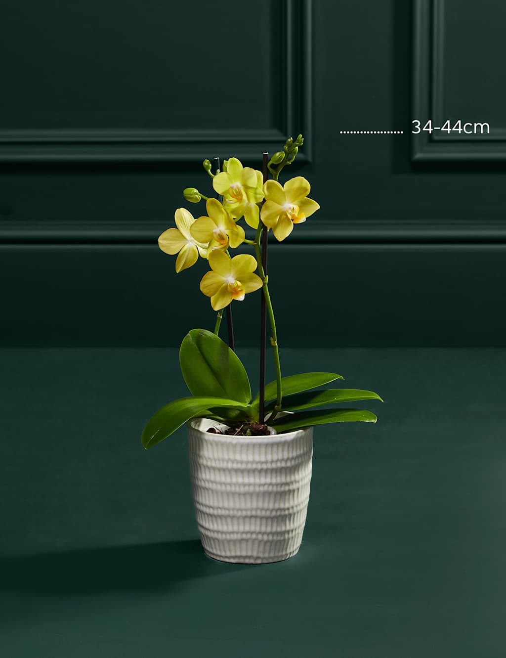 Yellow Miniature Phalaenopsis Orchid in Ceramic Pot 3 of 5