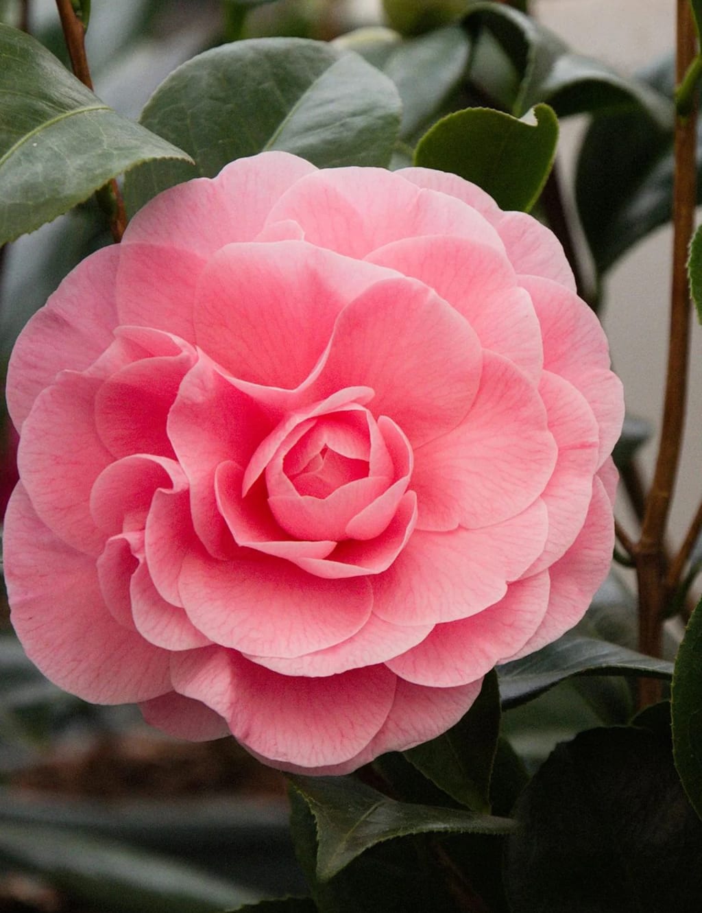 Camellia in Hessian Bag 3 of 3