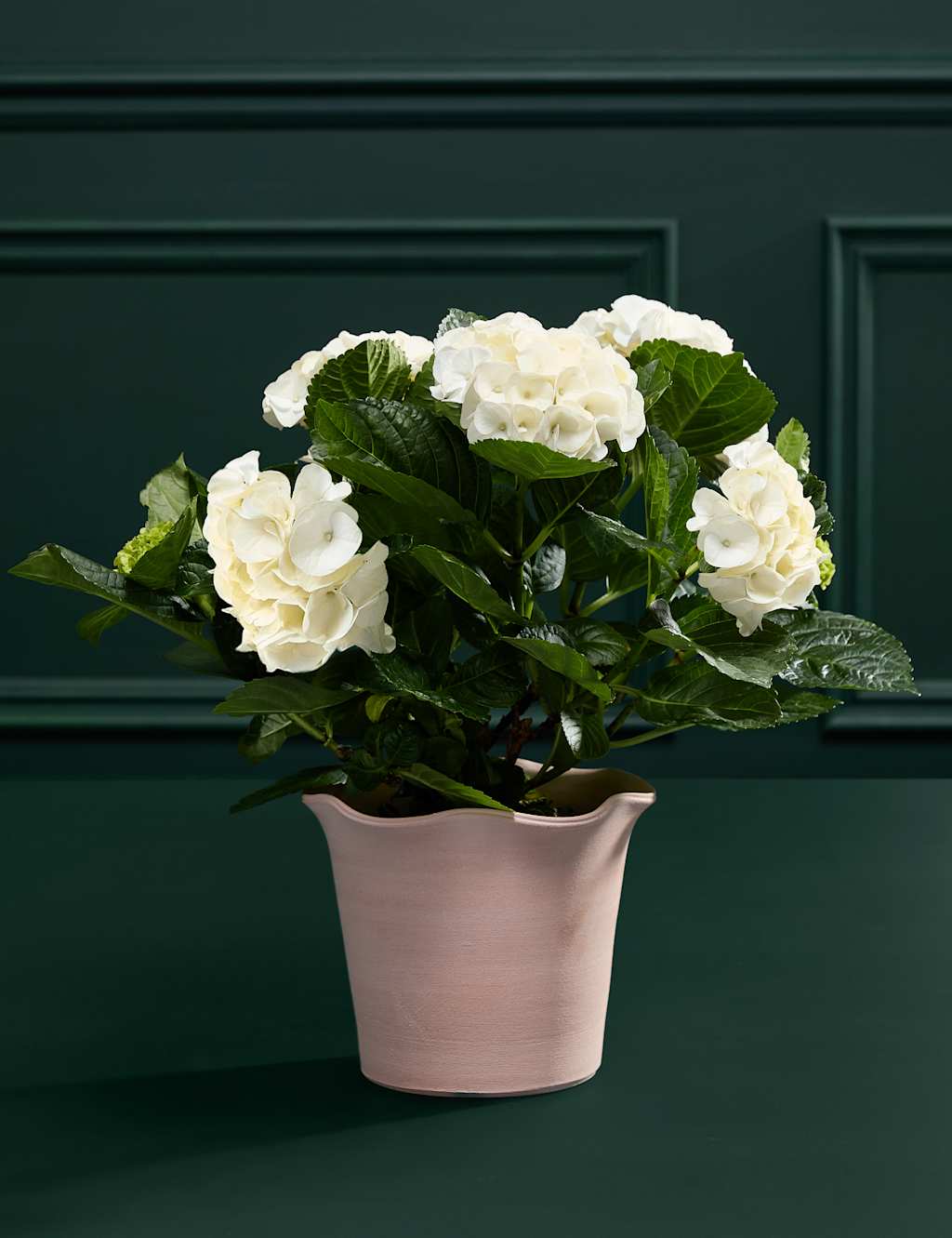 Hydrangea Plant in Terracotta Pot 3 of 4