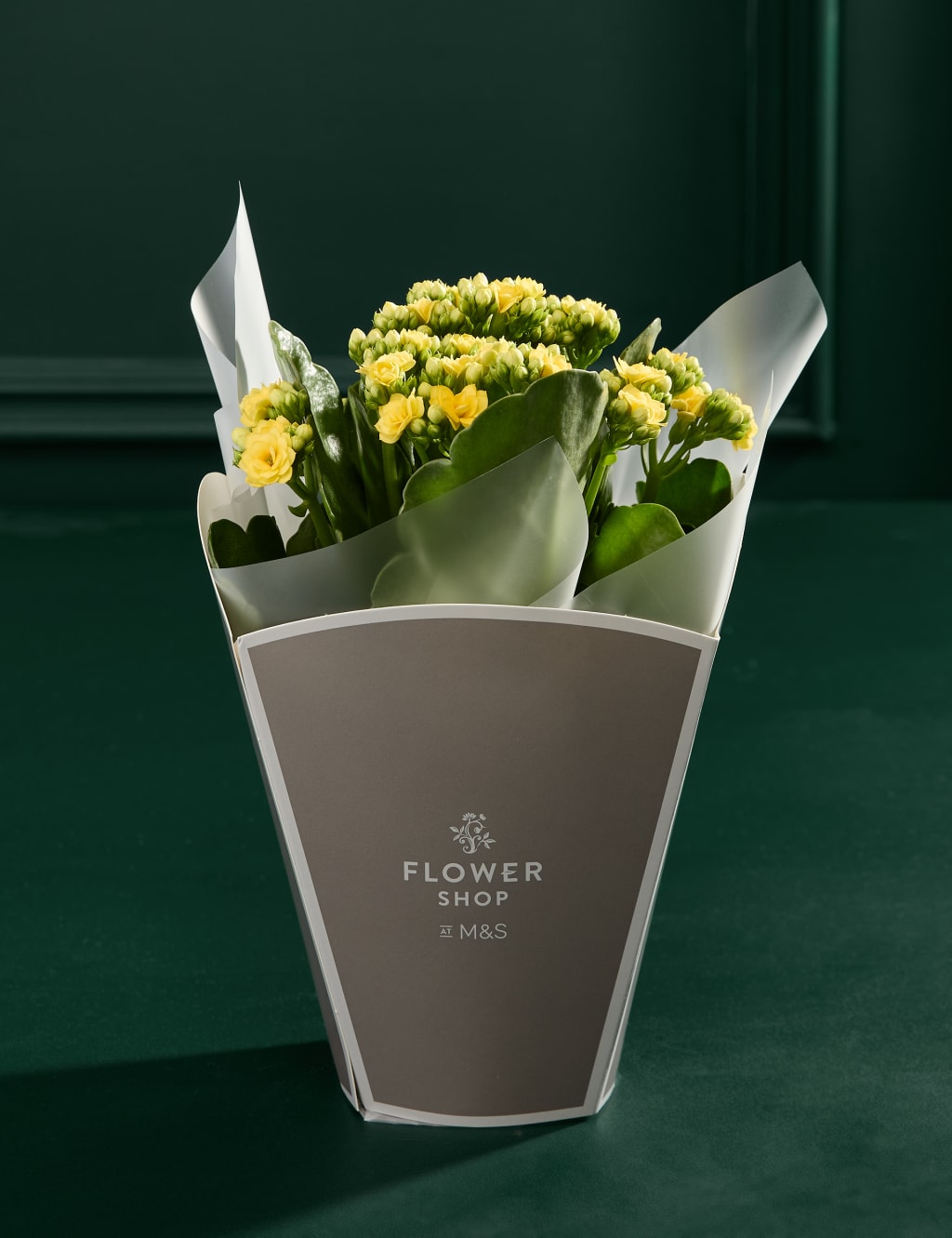Kalanchoe Gift Bag with Bellante Prosecco 3 of 4