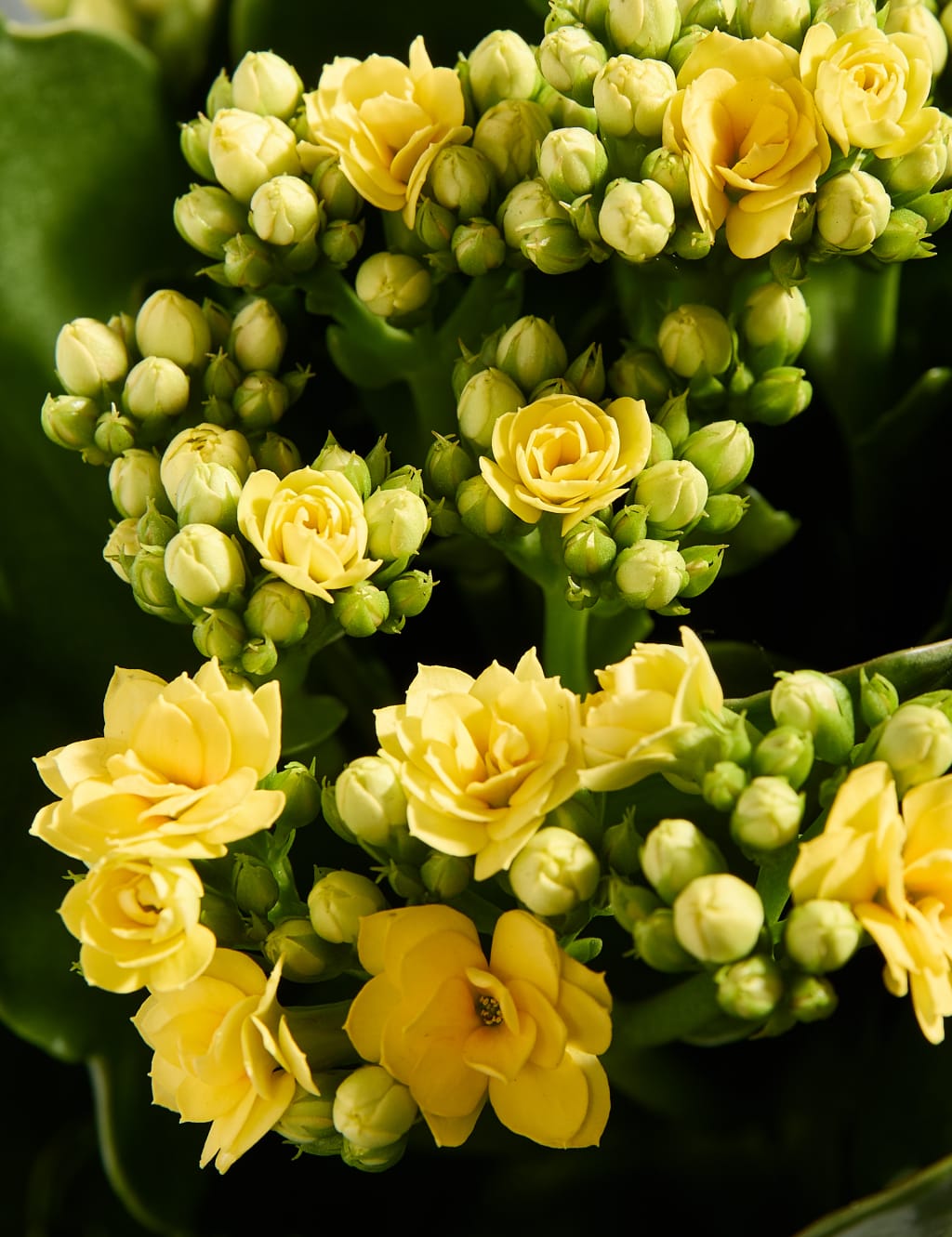 Kalanchoe Gift Bag with Bellante Prosecco 2 of 4