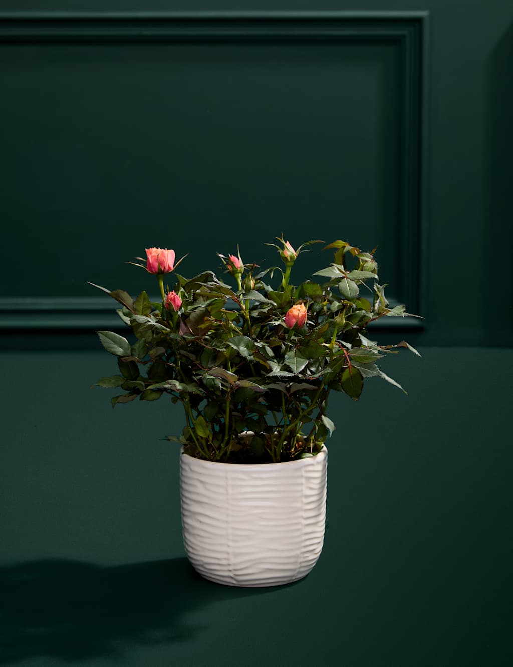 Rose Plant with Marc De Champagne Truffles 3 of 5