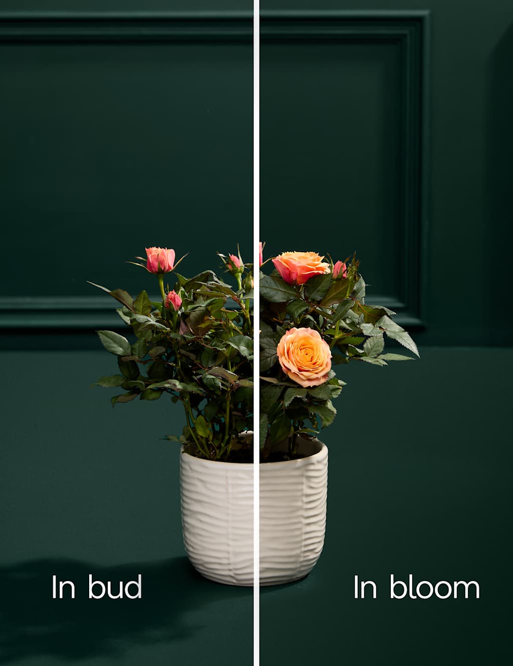 Rose Plant with Marc De Champagne Truffles 5 of 5