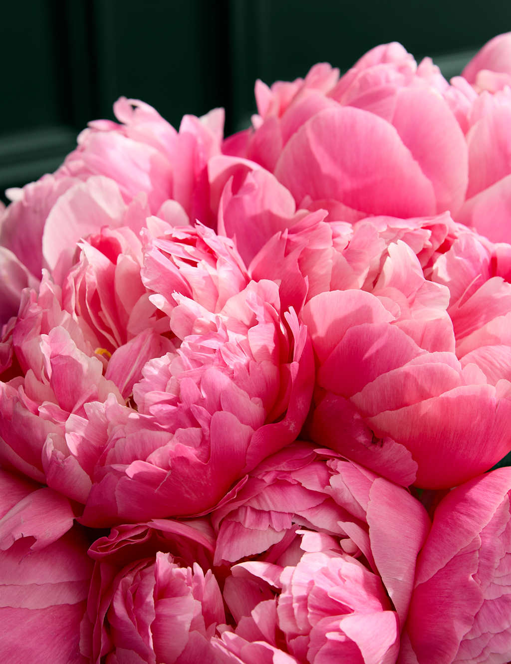 Seasonal Coral Peony Bouquet 3 of 6