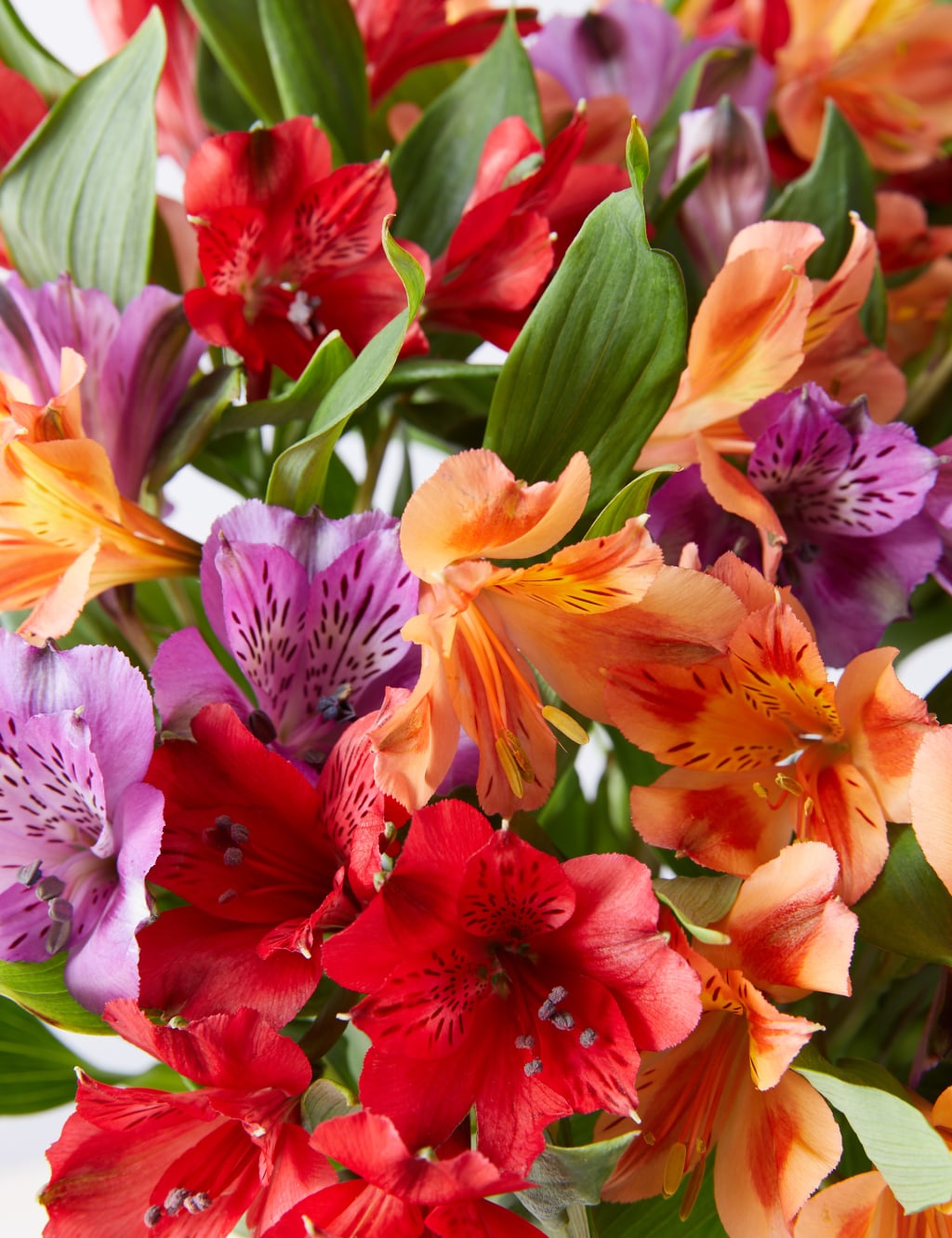 Alstroemeria Abundance Christmas Bouquet 4 of 4