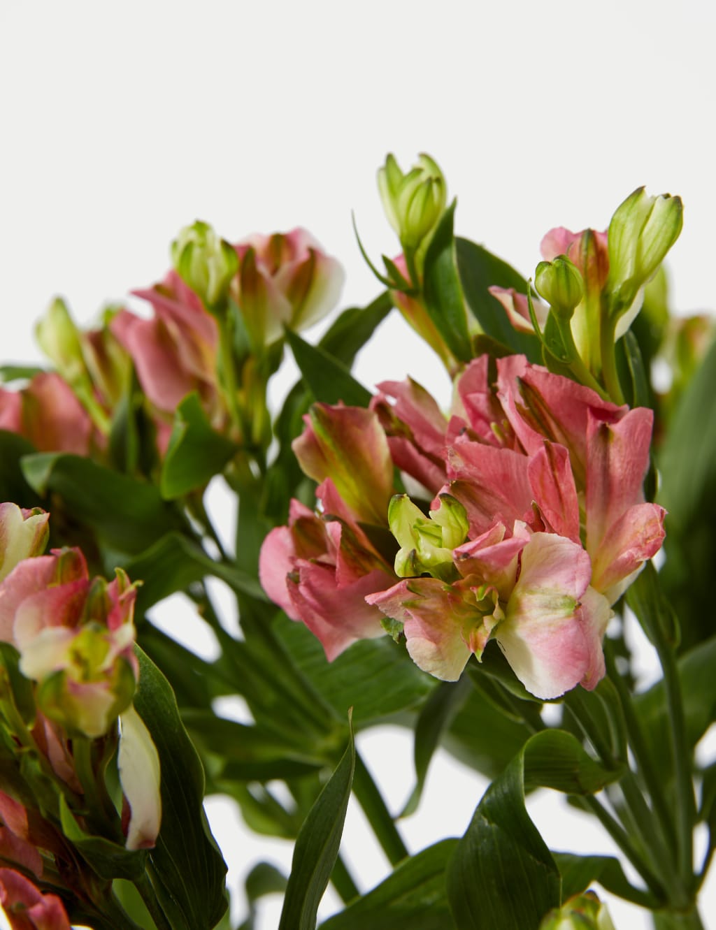 Charmelia Abundance Bouquet 4 of 5
