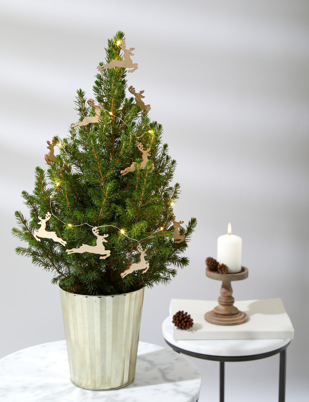 Real Christmas Tree in Gold Pot 1 of 4
