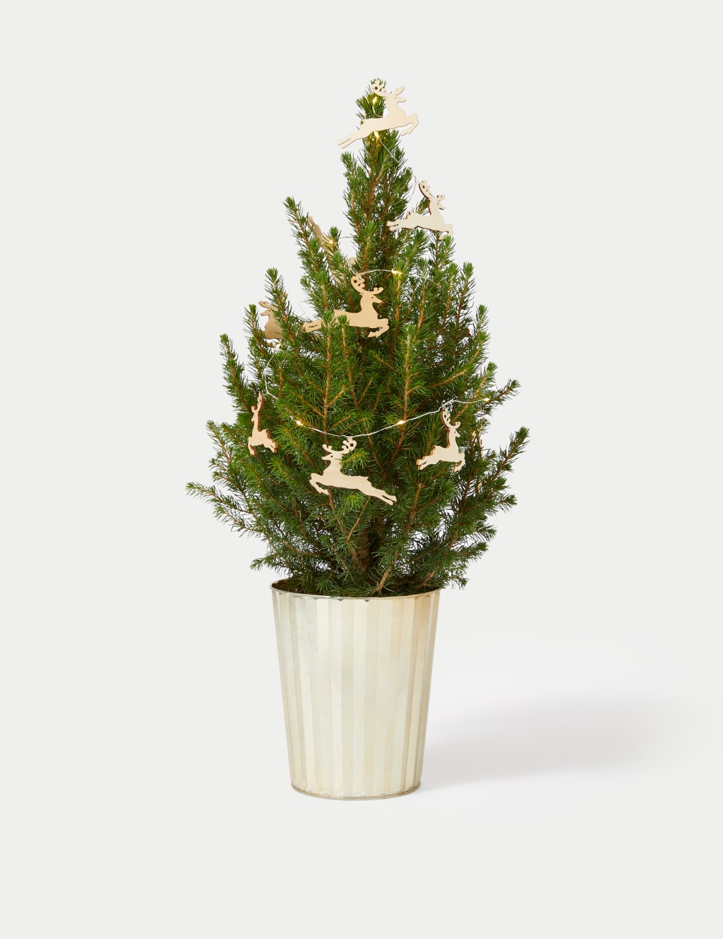 Real Christmas Tree in Gold Pot 2 of 4