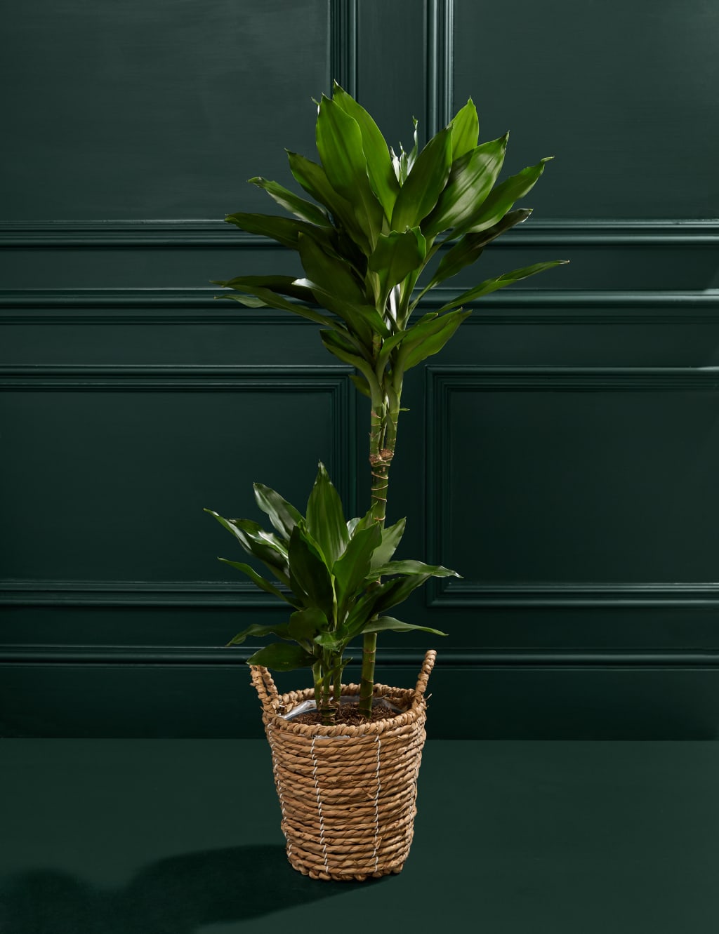 Large Dracaena 3 of 4