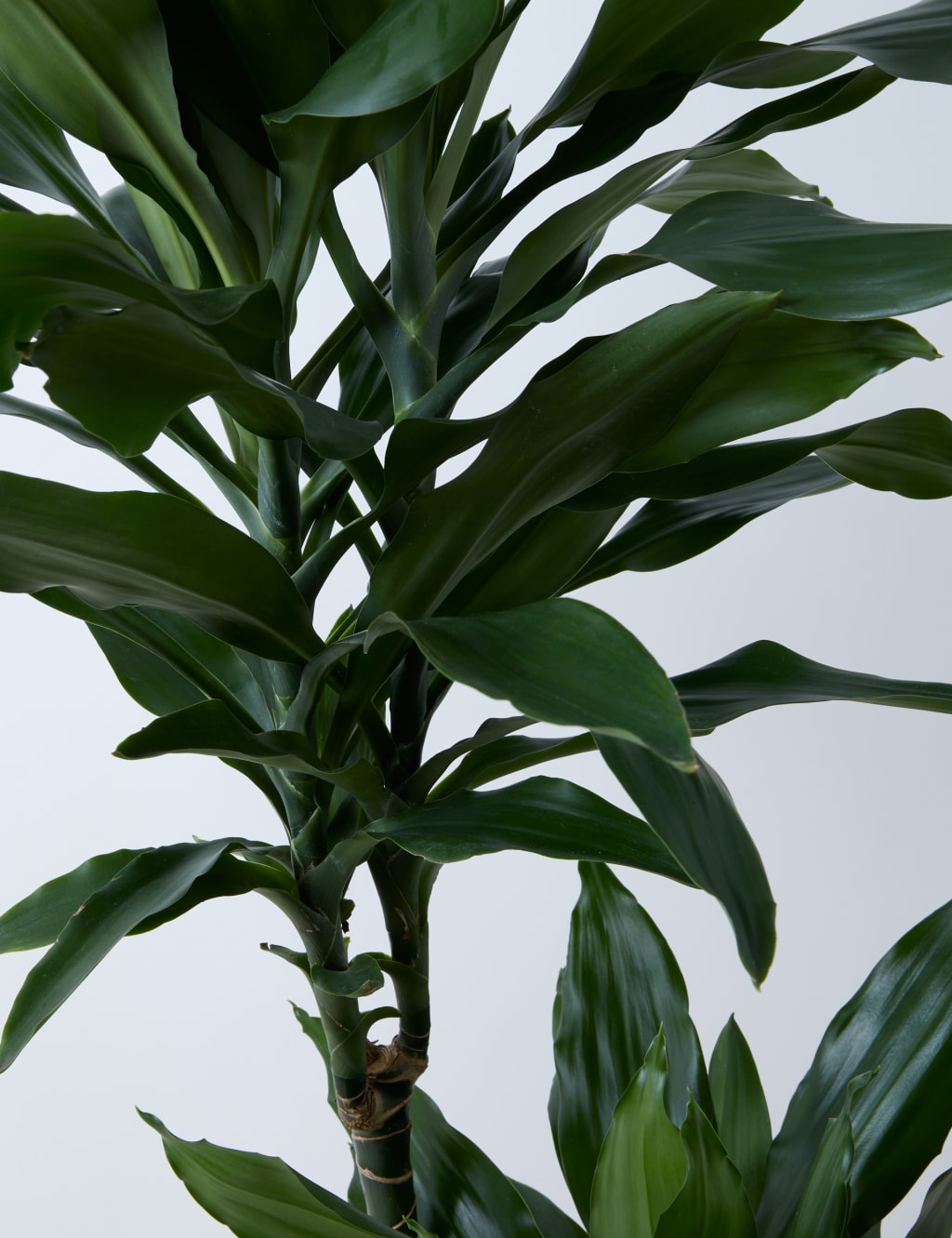 Large Dracaena 4 of 4