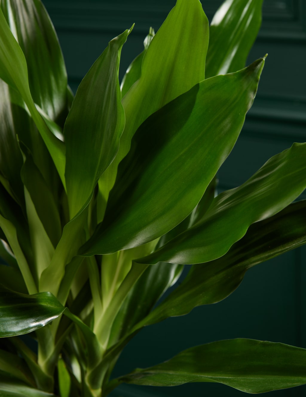 Large Dracaena 2 of 4