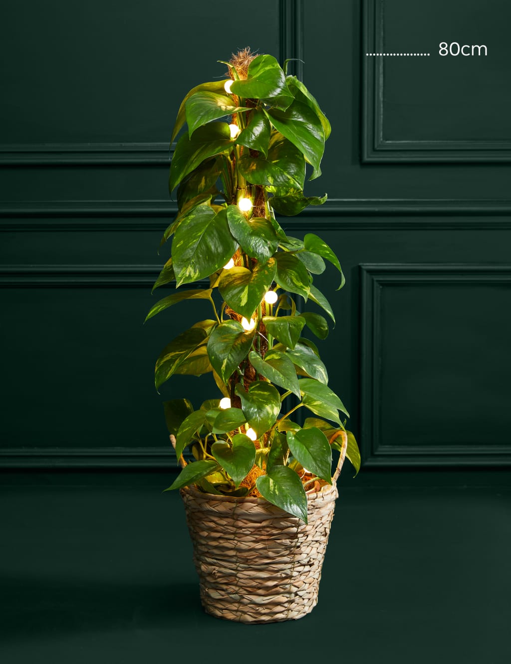 Light-Up Scindapsus Moss Pole 3 of 3