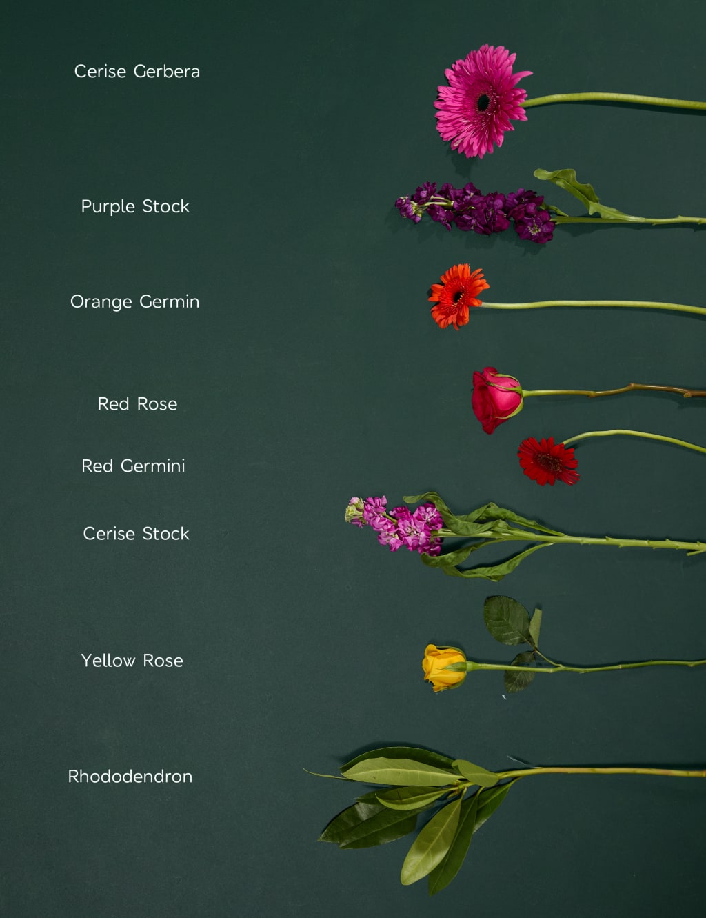 Bright Rose, Germini & Stocks Bouquet 4 of 6