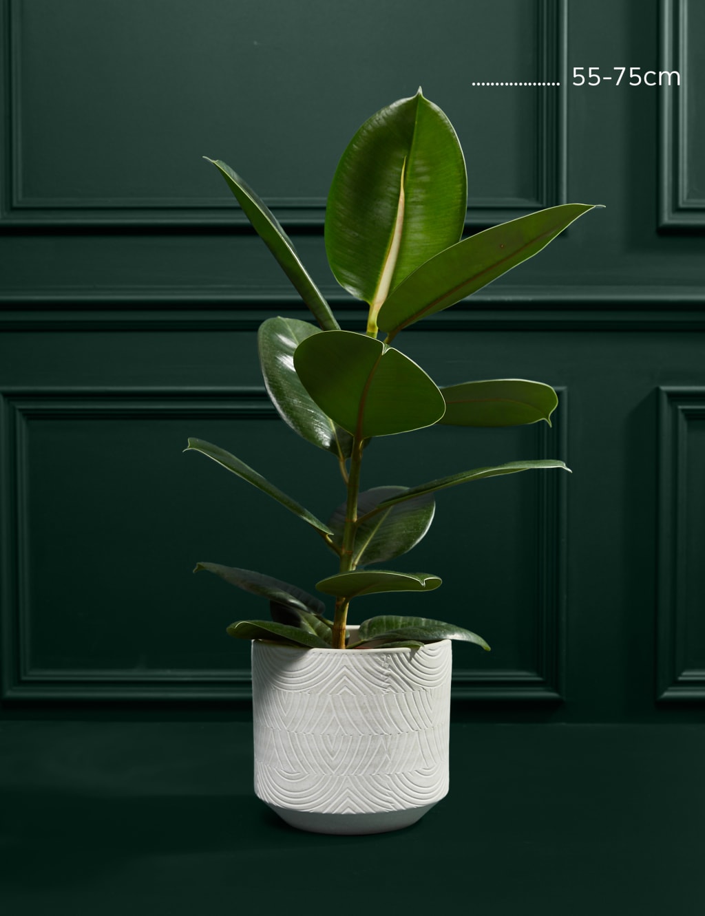 Large Ficus Rubber Plant 3 of 3