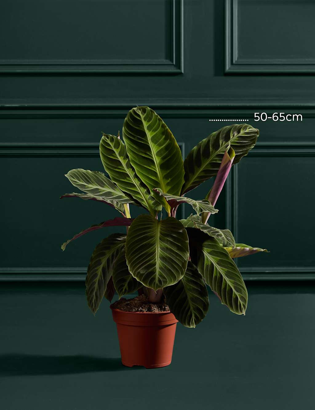 Large Calathea Plant 3 of 3