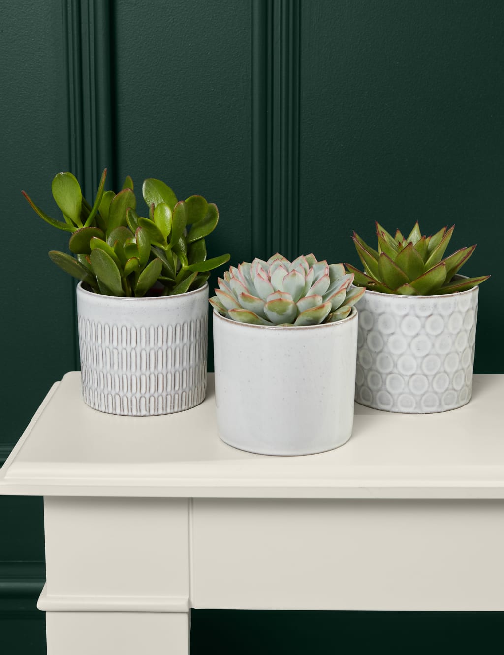 Shelfie Succulent Trio 1 of 3