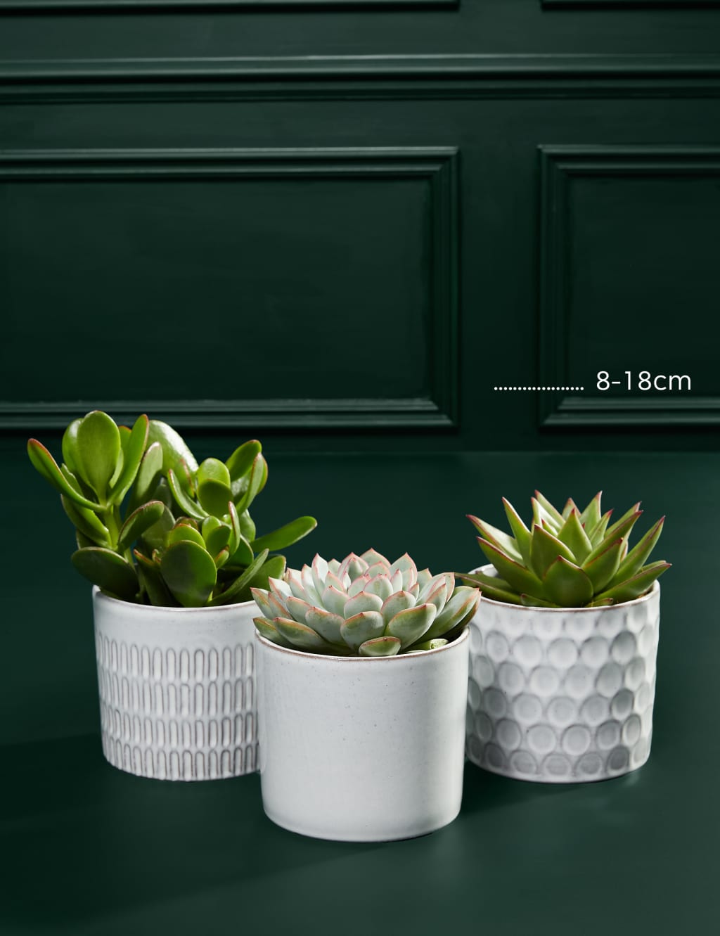Shelfie Succulent Trio 3 of 3