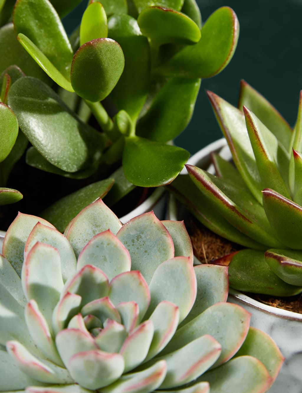 Shelfie Succulent Trio 2 of 3