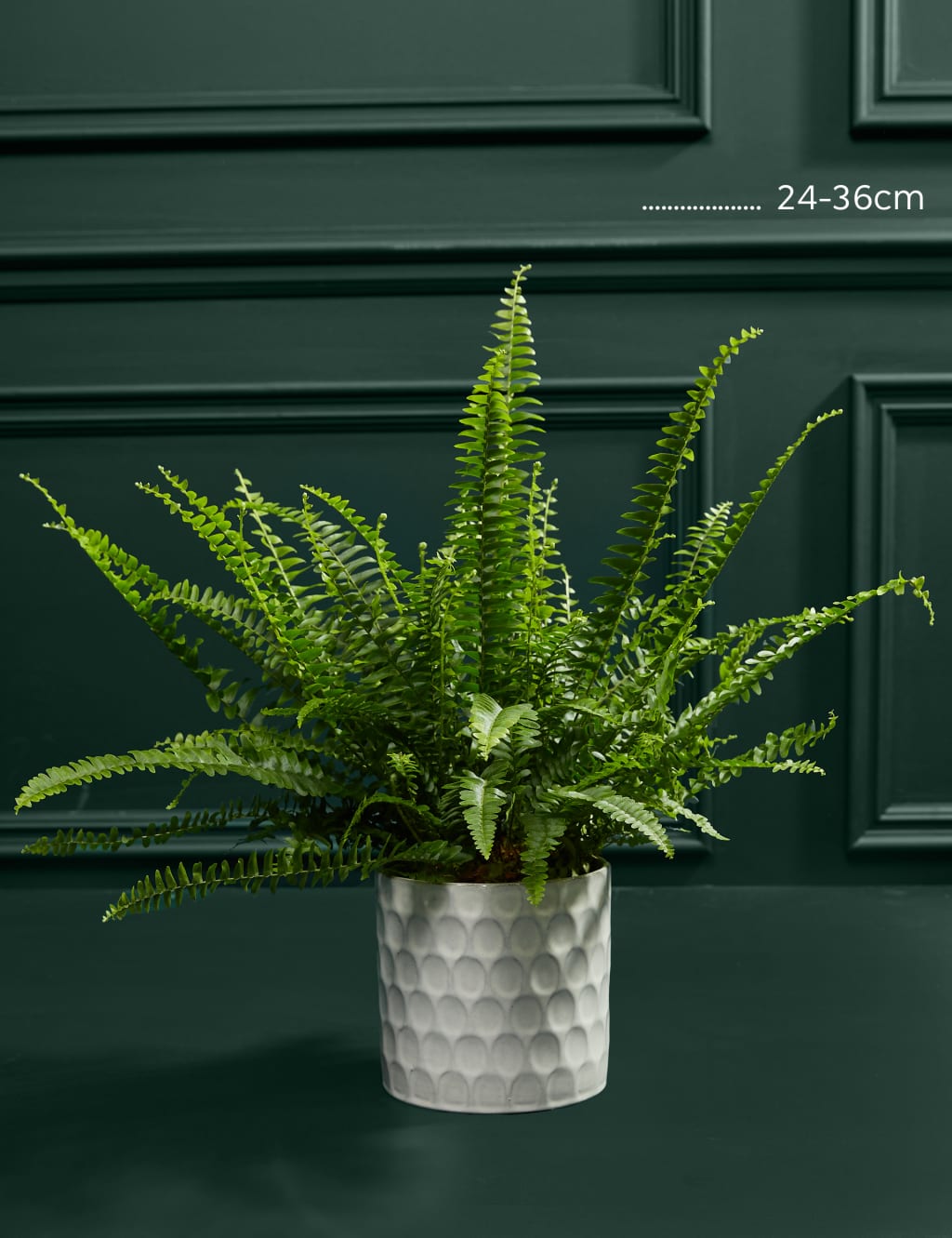Medium Boston Fern in Ceramic Pot 3 of 3