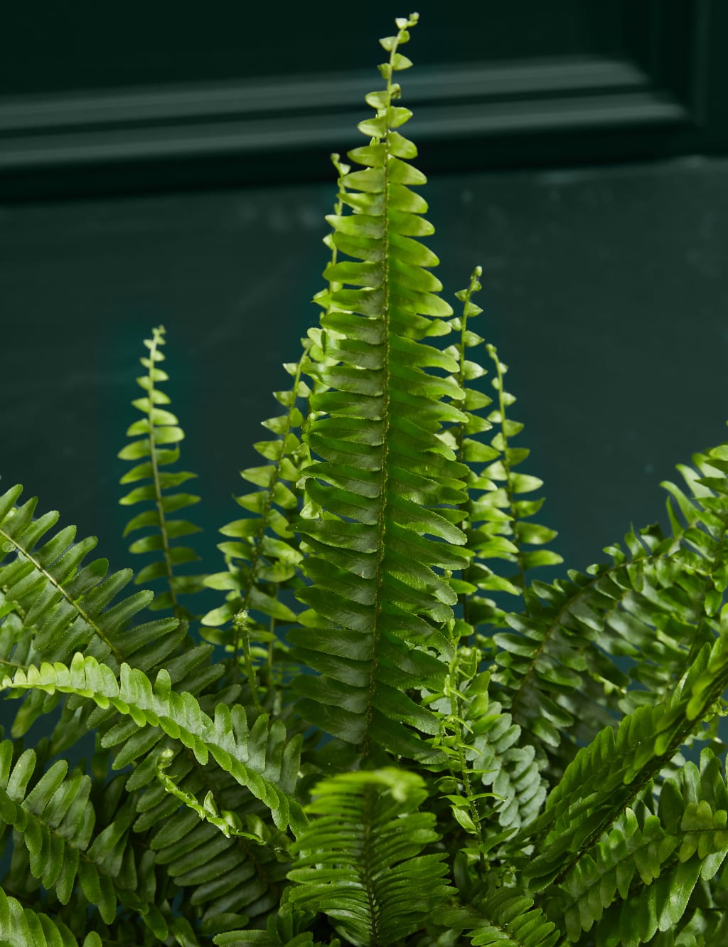 Medium Boston Fern in Ceramic Pot 2 of 3