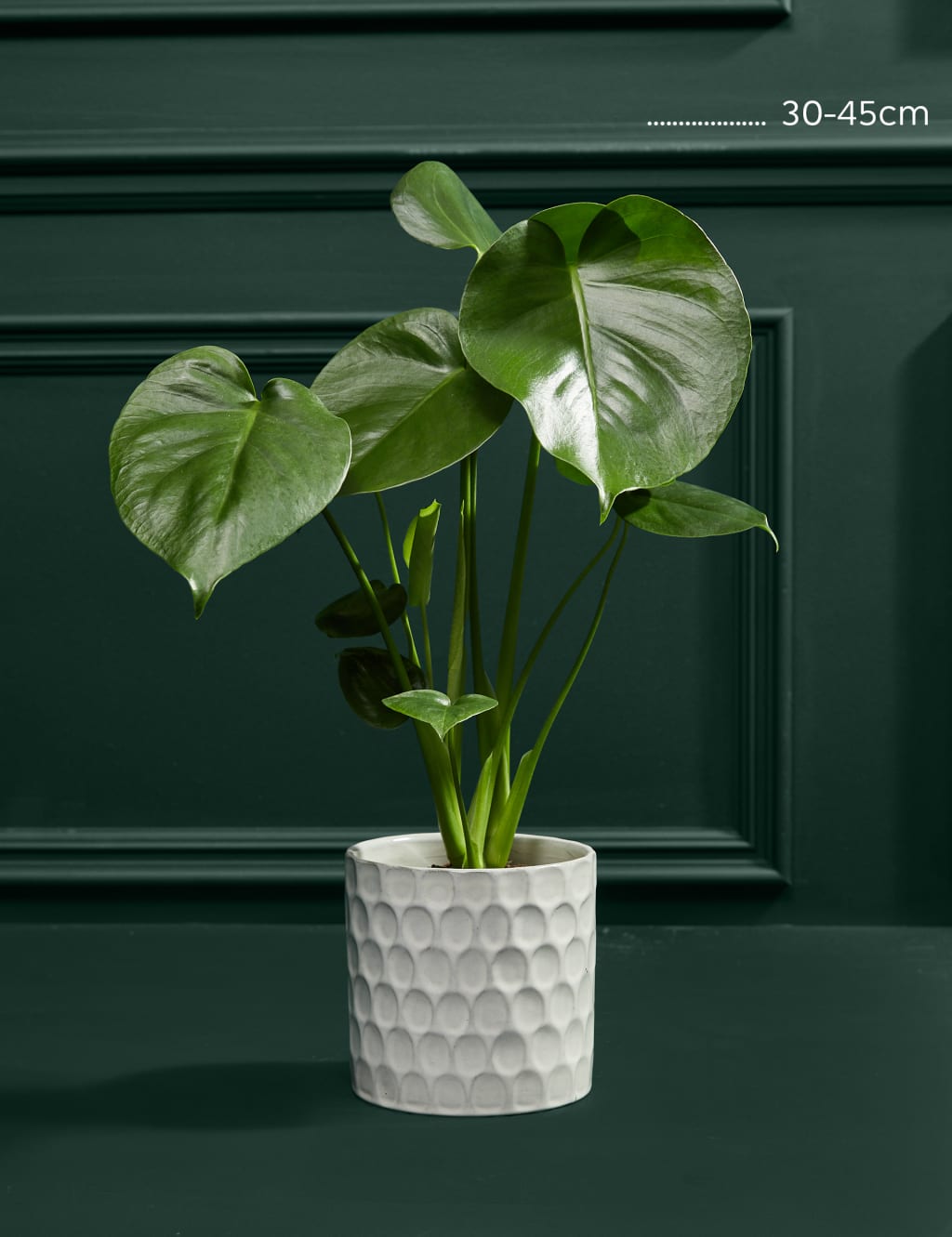 Medium Monstera (Swiss Cheese Plant) in Ceramic Pot 3 of 5