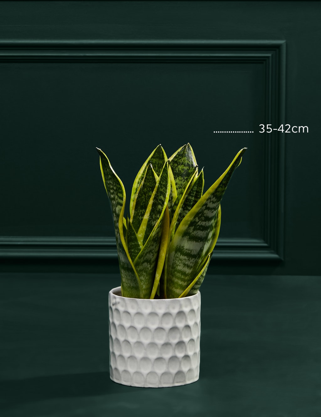 Medium Sansevieria in Ceramic Pot 3 of 5