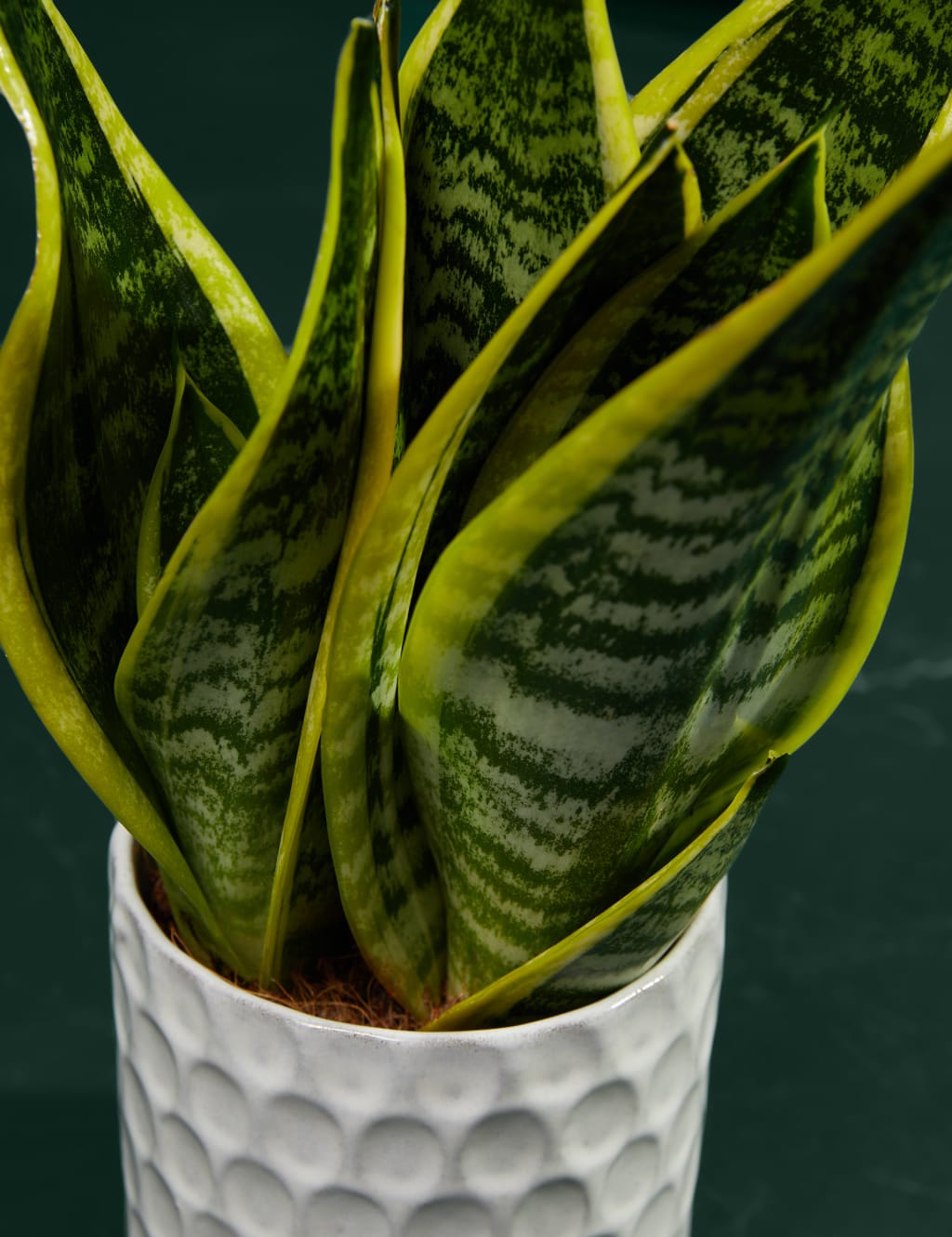 Medium Sansevieria in Ceramic Pot 2 of 5