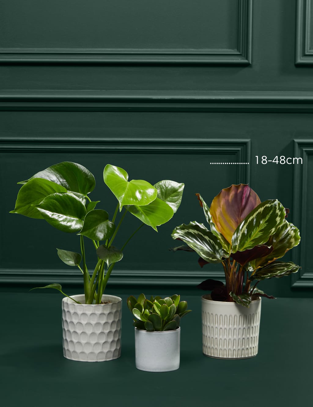 Beginners Green Plant Bundle 3 of 3