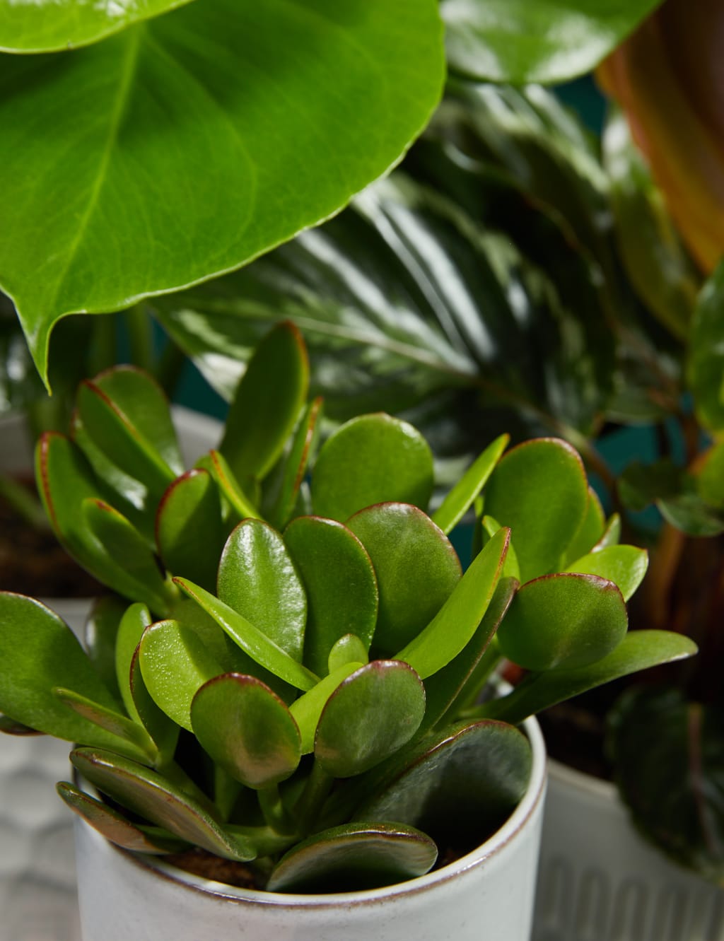 Beginners Green Plant Bundle 2 of 3