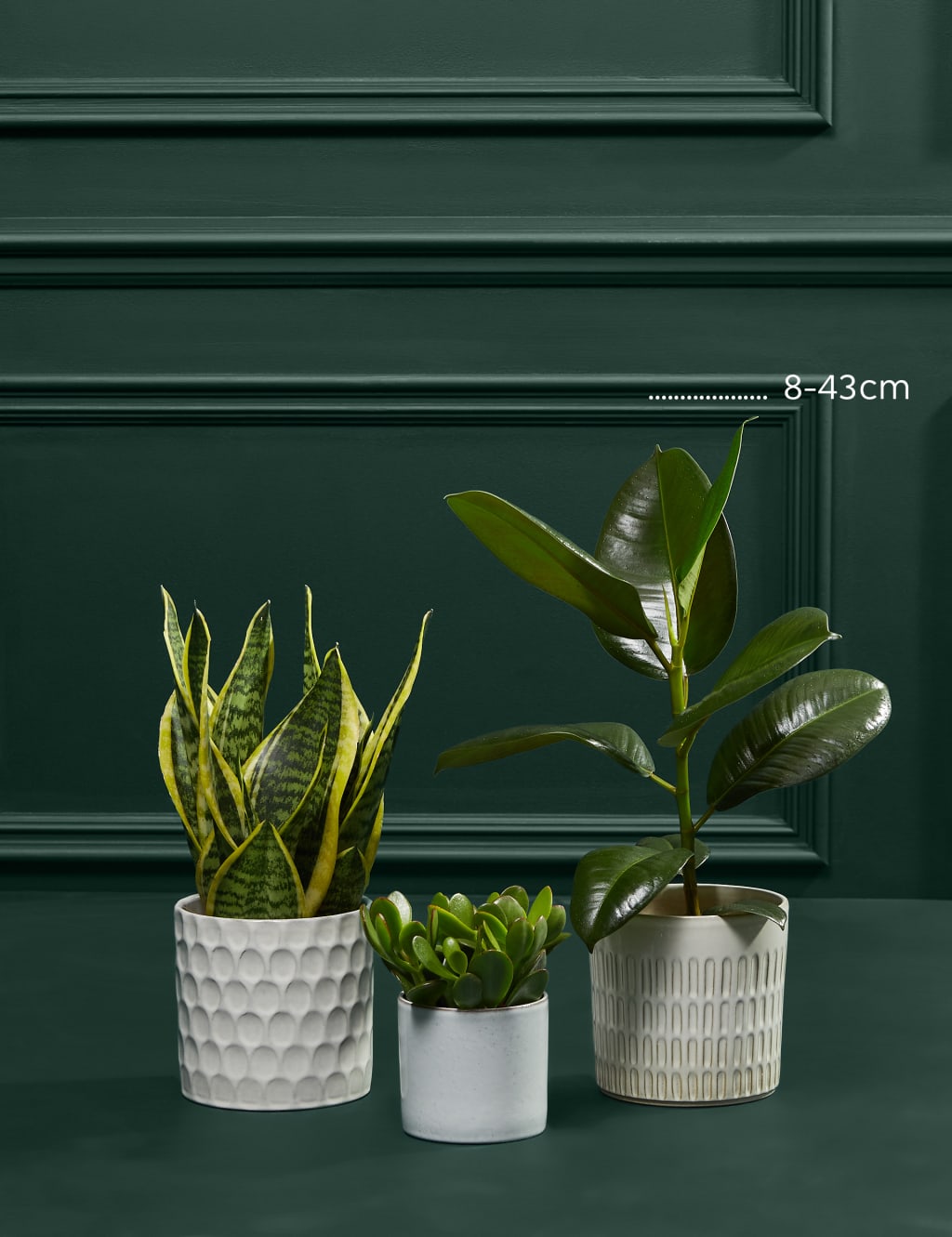 Easy Care Green Plant Bundle 3 of 3