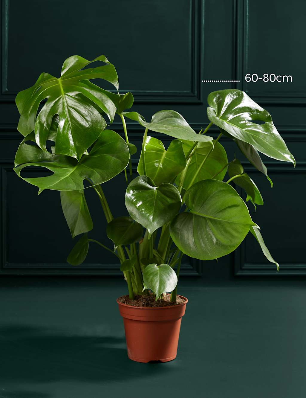 Large Monstera (Swiss Cheese Plant) 3 of 3