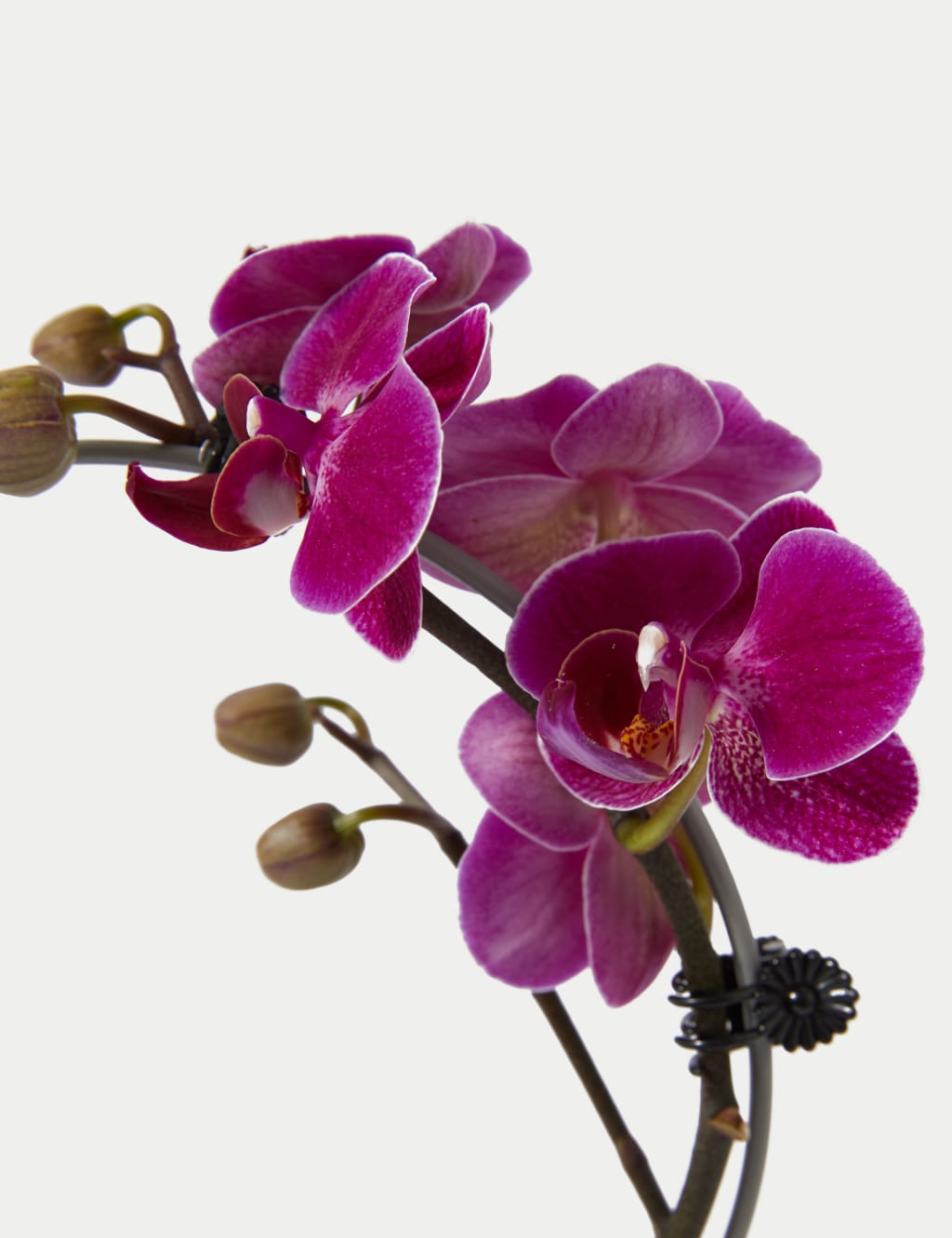 Amethyst Heart Orchid 3 of 4
