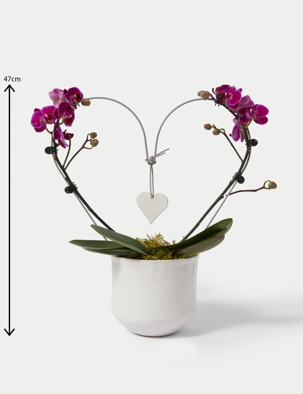 Amethyst Heart Orchid 2 of 4