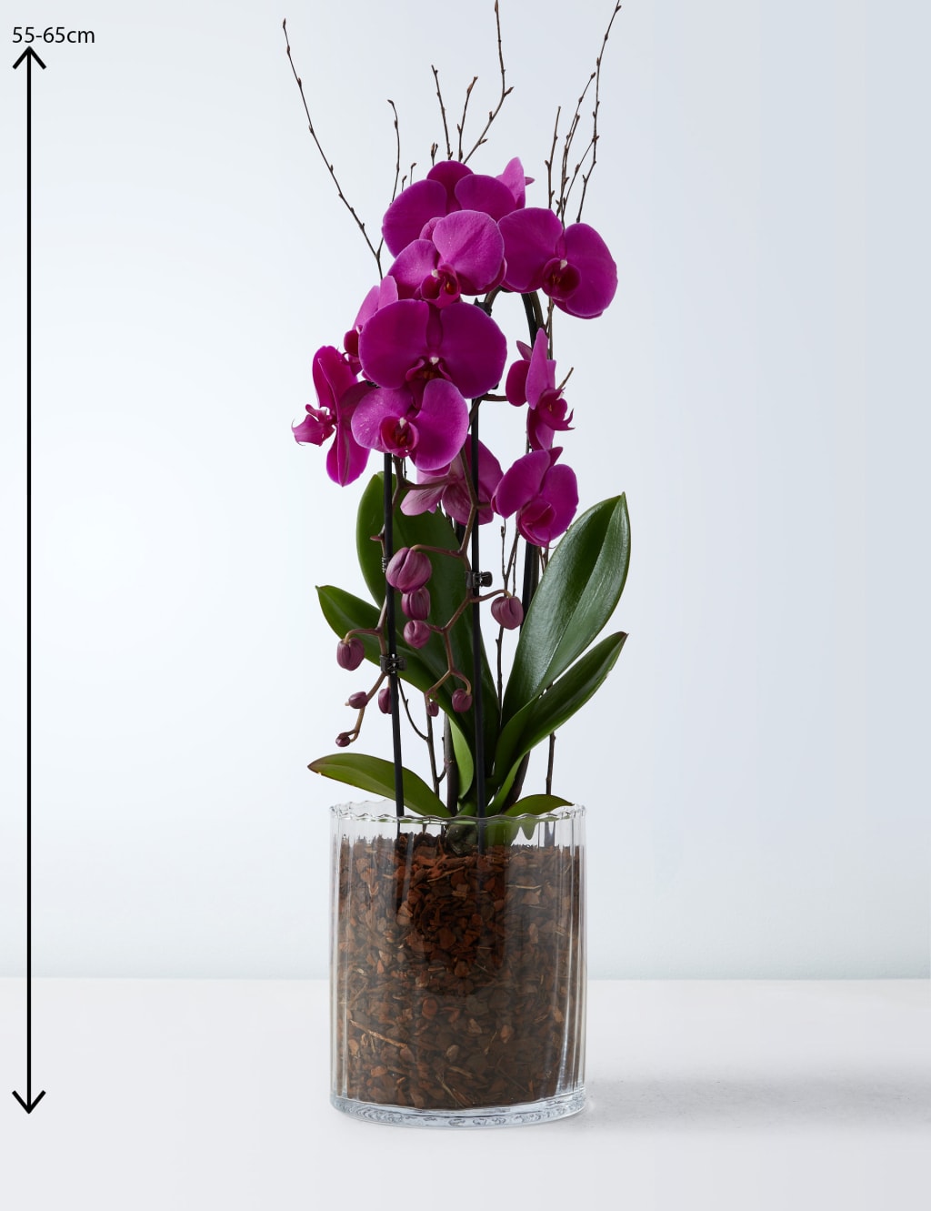 Luxury Purple  Phalaenopsis Orchid Cascade in Glass 3 of 4
