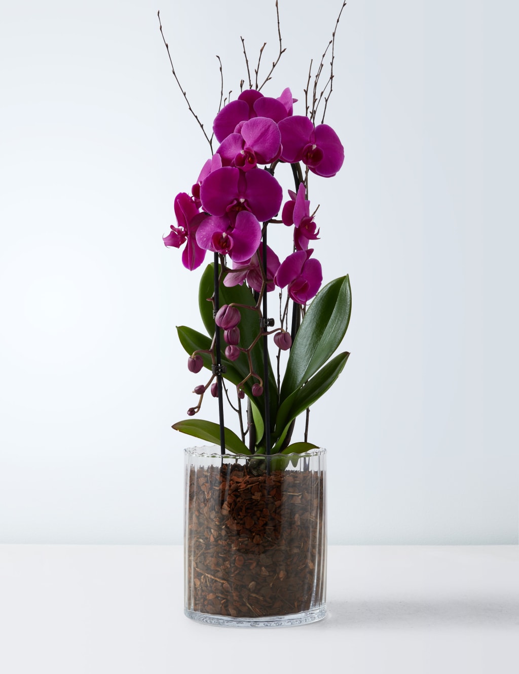 Luxury Purple  Phalaenopsis Orchid Cascade in Glass 2 of 4