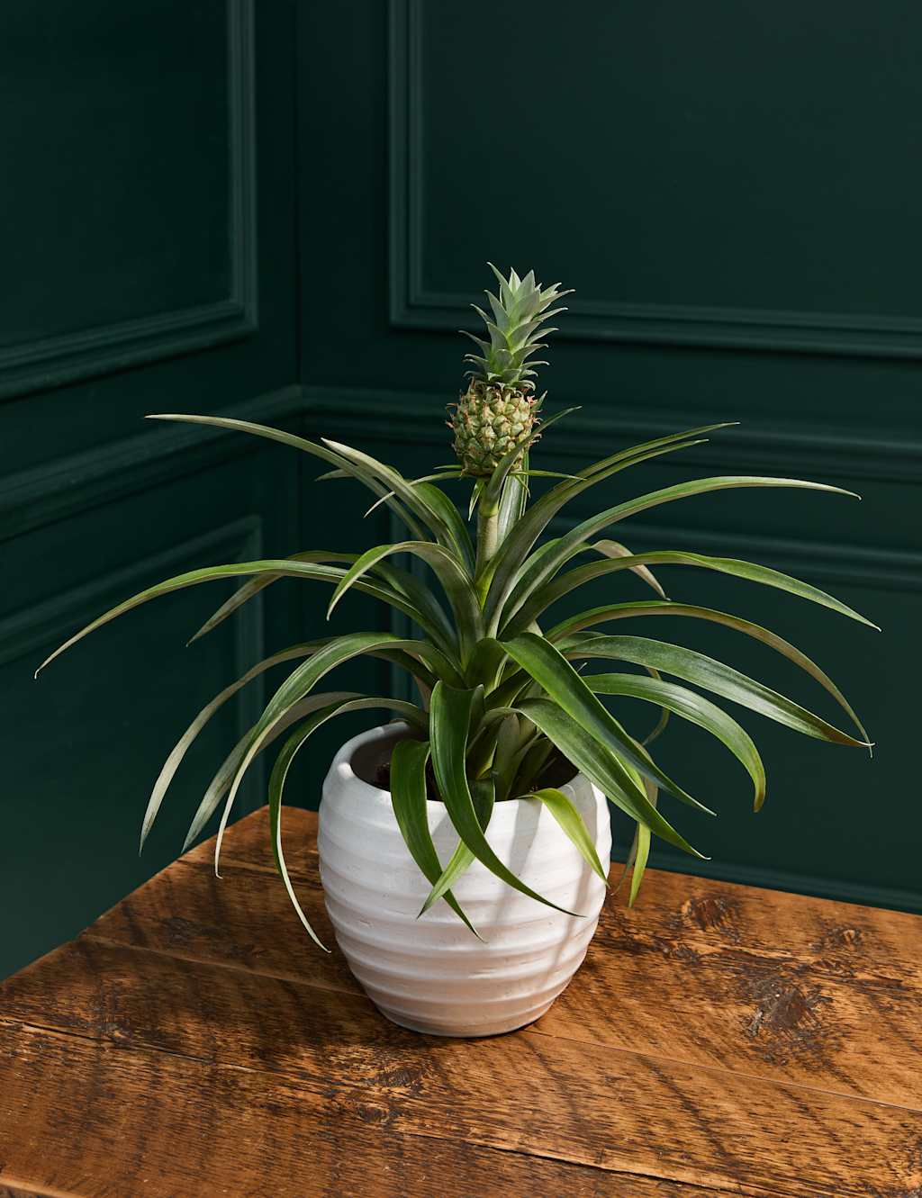 Pineapple Plant in Tin Pot 1 of 3