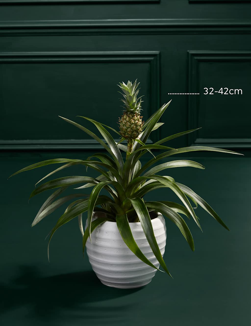 Pineapple Plant in Tin Pot 3 of 3