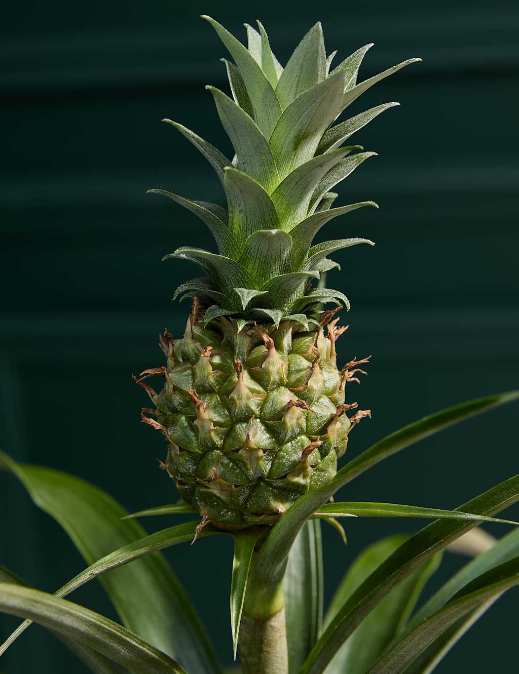 Pineapple Plant in Tin Pot 2 of 3