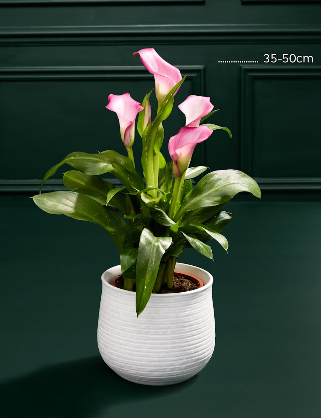 Calla Lily in Ceramic Pot 3 of 3