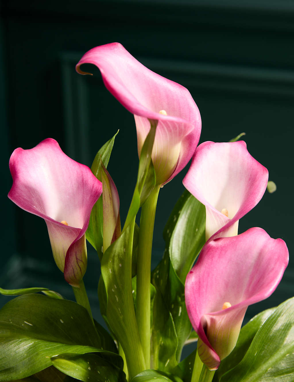 Calla Lily in Ceramic Pot 2 of 3