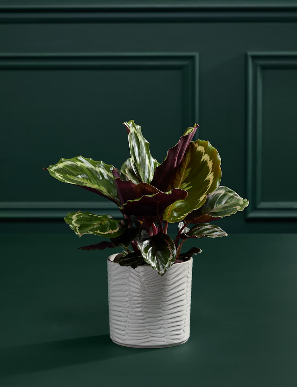 Medium Calathea in Ceramic Pot 3 of 6