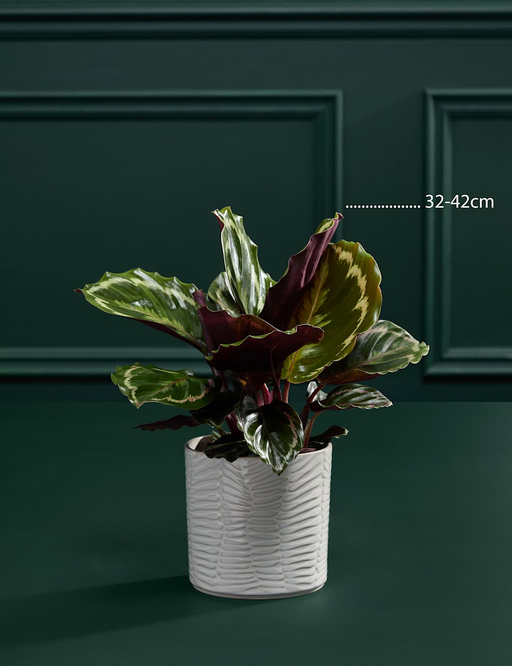Medium Calathea in Ceramic Pot 4 of 6