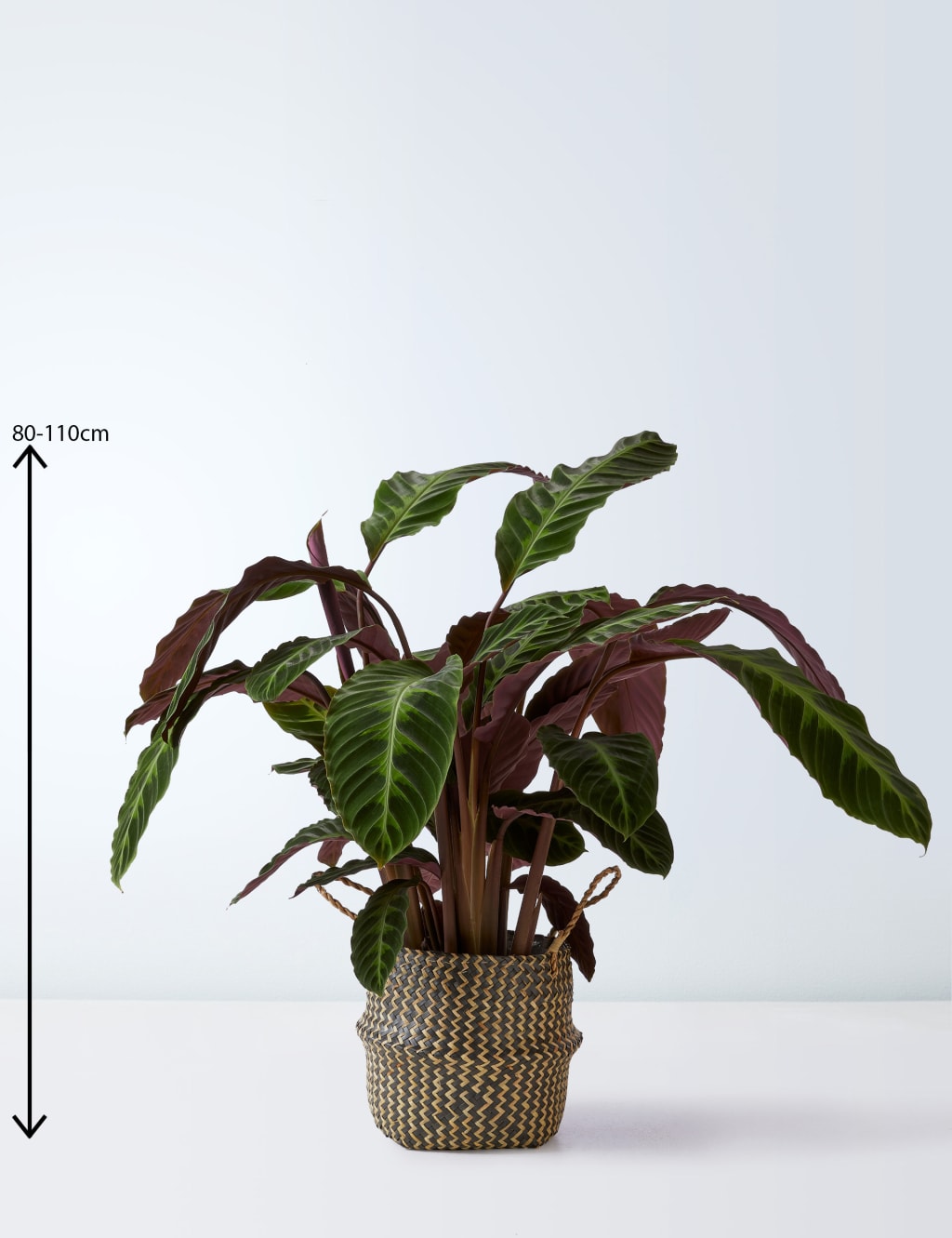 Extra Large Calathea Basket 3 of 4
