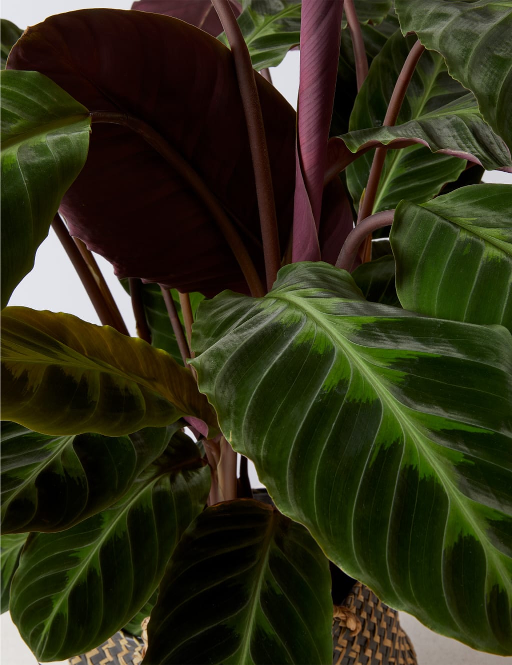 Extra Large Calathea Basket 4 of 4